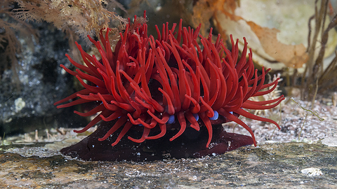 Beadlet anemone The Wildlife Trusts